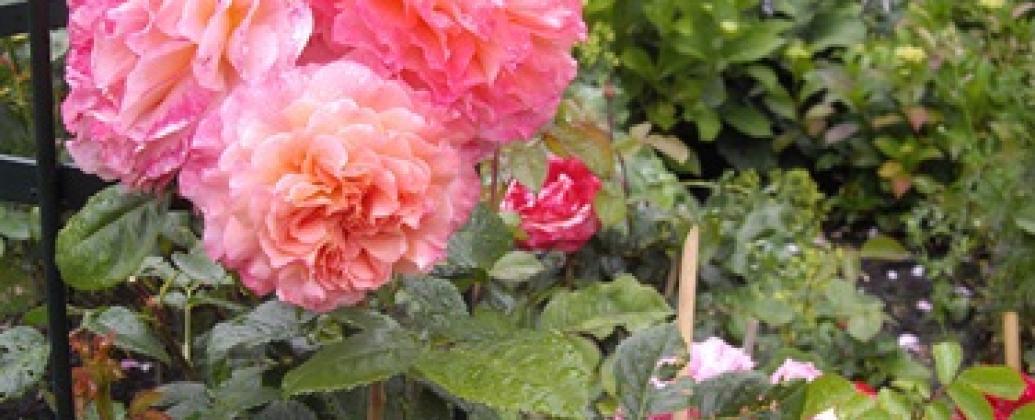 Kunst und Garten